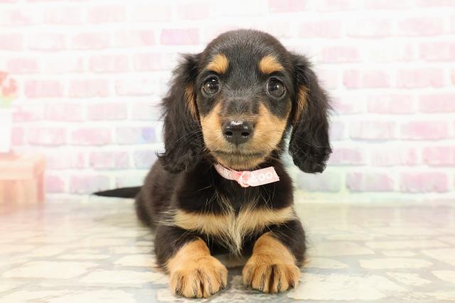 福島県のミニチュアダックスフンド(ロング) (Coo&RIKUいわき店/2025年9月8日生まれ/女の子/ブラックタン)の子犬の1枚目の画像