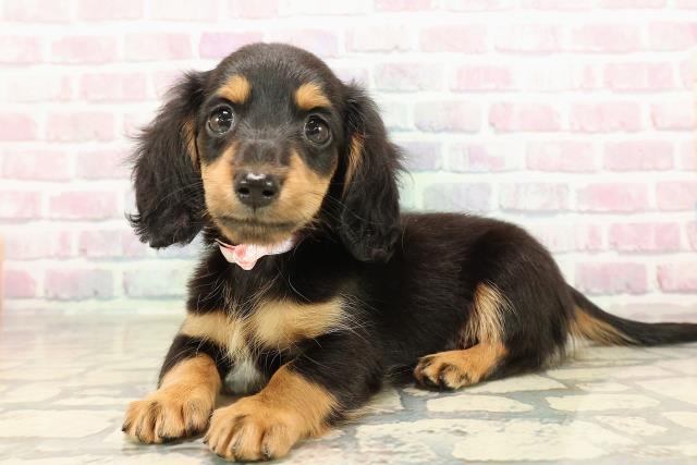 福島県のミニチュアダックスフンド(ロング) (Coo&RIKUいわき店/2025年9月8日生まれ/女の子/ブラックタン)の子犬の2枚目の画像