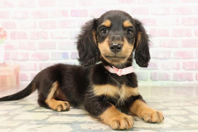 福島県のミニチュアダックスフンド(ロング) (Coo&RIKUいわき店/2025年9月8日生まれ/女の子/ブラックタン)の子犬の3枚目の画像