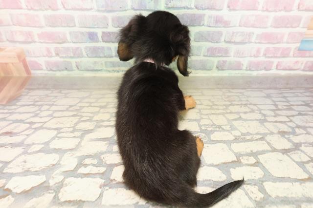 福島県のミニチュアダックスフンド(ロング) (Coo&RIKUいわき店/2025年9月8日生まれ/女の子/ブラックタン)の子犬の4枚目の画像