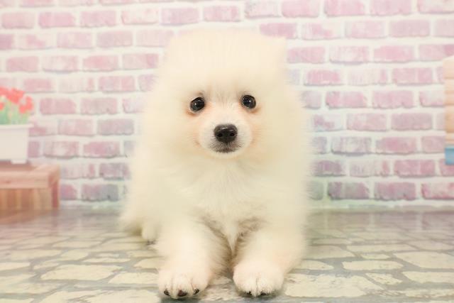 福島県のポメラニアン (Coo&RIKU会津若松店/2025年9月8日生まれ/男の子/クリーム)の子犬の1枚目の画像