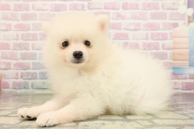 福島県のポメラニアン (Coo&RIKU会津若松店/2025年9月8日生まれ/男の子/クリーム)の子犬の2枚目の画像