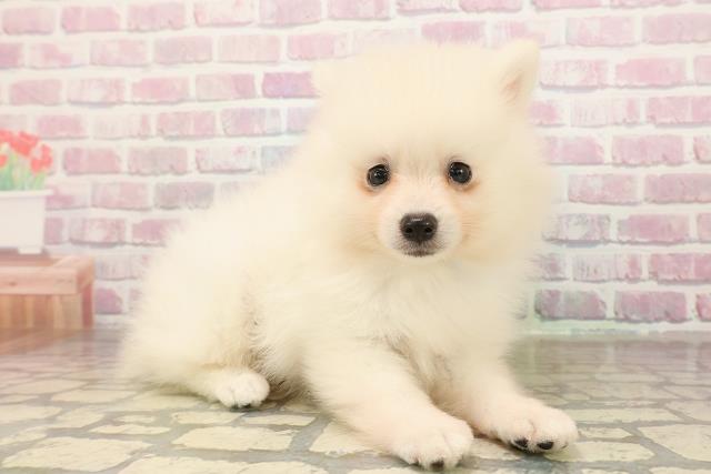 福島県のポメラニアン (Coo&RIKU会津若松店/2025年9月8日生まれ/男の子/クリーム)の子犬の3枚目の画像