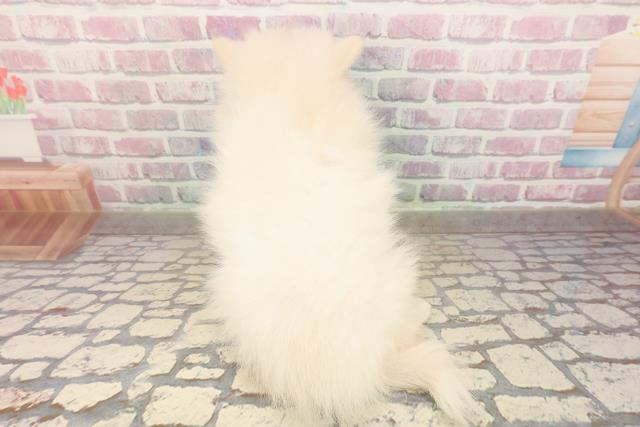 福島県のポメラニアン (Coo&RIKU会津若松店/2025年9月8日生まれ/男の子/クリーム)の子犬の4枚目の画像