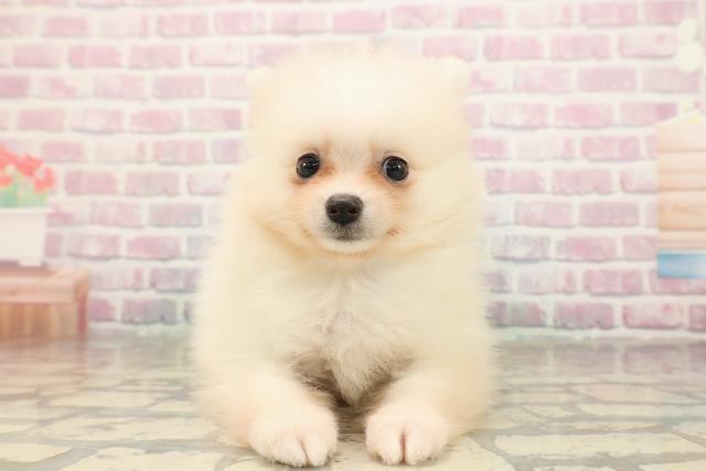 新潟県のポメラニアン (Coo&RIKU新潟西店/2025年9月8日生まれ/男の子/クリーム)の子犬の1枚目の画像