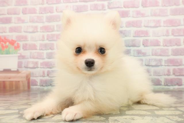 新潟県のポメラニアン (Coo&RIKU新潟西店/2025年9月8日生まれ/男の子/クリーム)の子犬の2枚目の画像