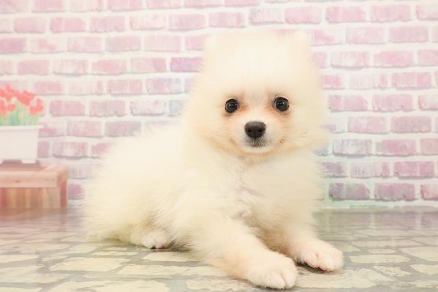 新潟県のポメラニアン (Coo&RIKU新潟西店/2025年9月8日生まれ/男の子/クリーム)の子犬の3枚目の画像