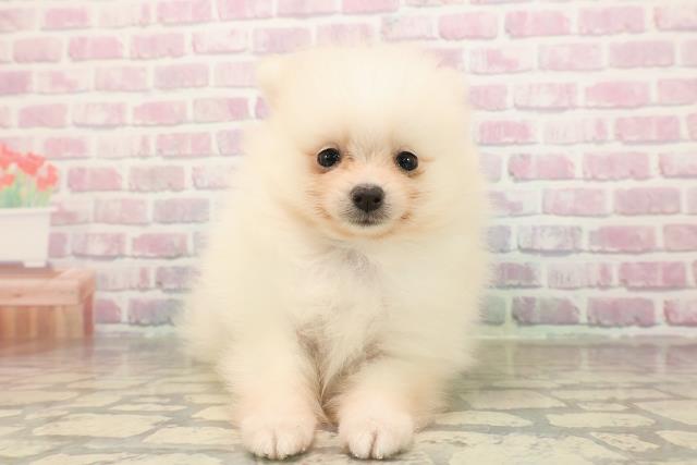 長野県のポメラニアン (Coo&RIKU綿半庄内店/2025年9月8日生まれ/男の子/クリーム)の子犬の1枚目の画像
