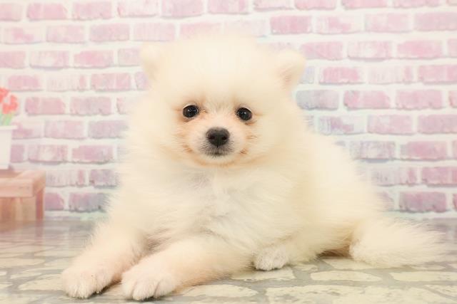 長野県のポメラニアン (Coo&RIKU綿半庄内店/2025年9月8日生まれ/男の子/クリーム)の子犬の2枚目の画像