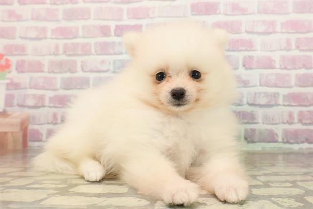 長野県のポメラニアン (Coo&RIKU綿半庄内店/2025年9月8日生まれ/男の子/クリーム)の子犬の3枚目の画像