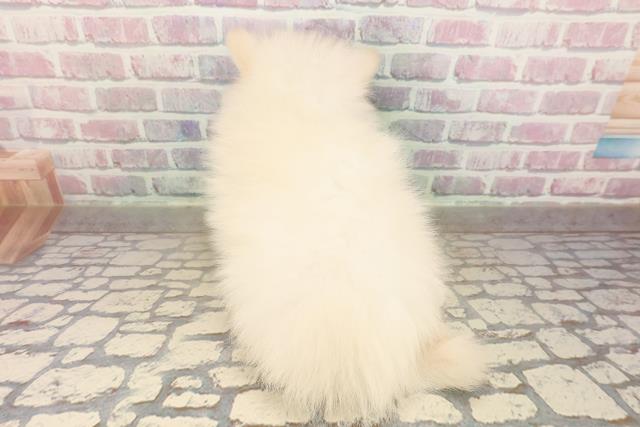 長野県のポメラニアン (Coo&RIKU綿半庄内店/2025年9月8日生まれ/男の子/クリーム)の子犬の4枚目の画像