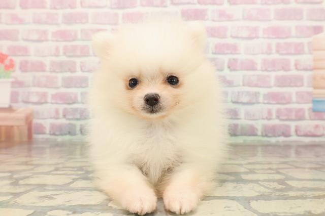 岡山県のポメラニアン (Coo&RIKU岡山店/2025年9月8日生まれ/男の子/ホワイト)の子犬