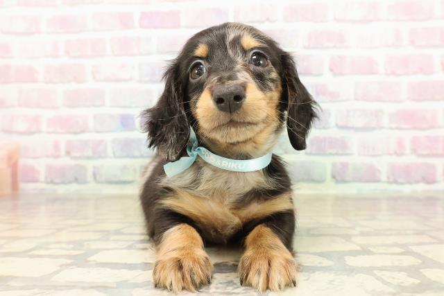 東京都のミニチュアダックスフンド(ロング) (Coo&RIKU池袋西口店/2025年9月7日生まれ/男の子/シルバーダップル)の子犬の1枚目の画像