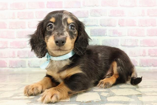 東京都のミニチュアダックスフンド(ロング) (Coo&RIKU池袋西口店/2025年9月7日生まれ/男の子/シルバーダップル)の子犬の2枚目の画像