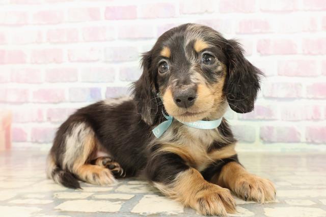 東京都のミニチュアダックスフンド(ロング) (Coo&RIKU池袋西口店/2025年9月7日生まれ/男の子/シルバーダップル)の子犬の3枚目の画像