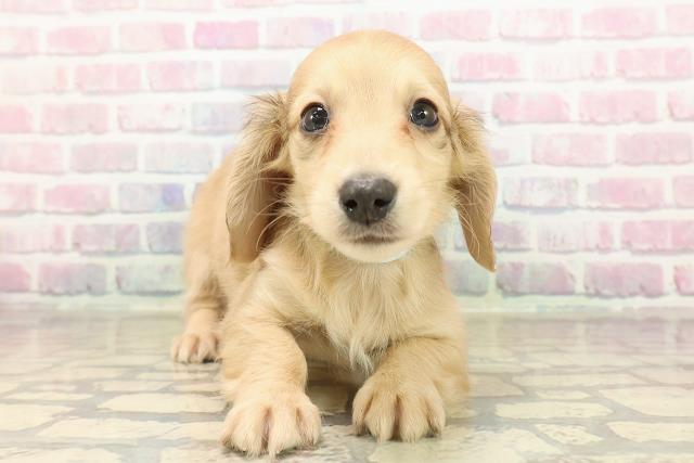 沖縄県のミニチュアダックスフンド(ロング) (Coo&RIKU石垣店/2025年9月7日生まれ/男の子/シェーデットイエロー)の子犬の1枚目の画像