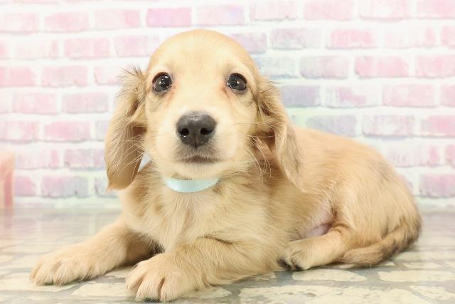 沖縄県のミニチュアダックスフンド(ロング) (Coo&RIKU石垣店/2025年9月7日生まれ/男の子/シェーデットイエロー)の子犬の2枚目の画像