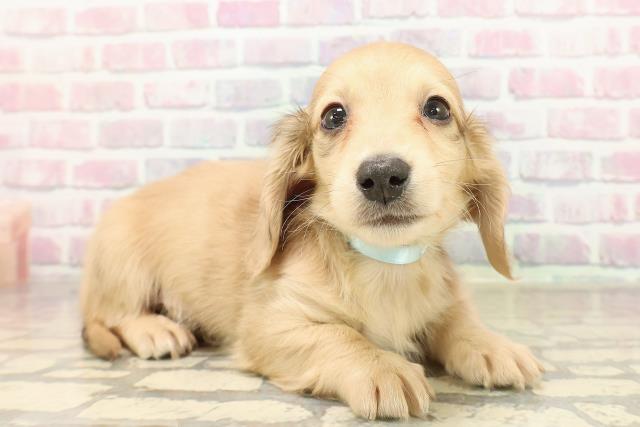 沖縄県のミニチュアダックスフンド(ロング) (Coo&RIKU石垣店/2025年9月7日生まれ/男の子/シェーデットイエロー)の子犬の3枚目の画像