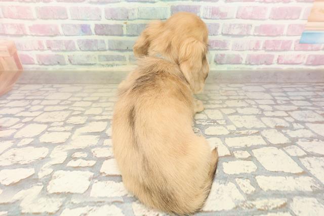 沖縄県のミニチュアダックスフンド(ロング) (Coo&RIKU石垣店/2025年9月7日生まれ/男の子/シェーデットイエロー)の子犬の4枚目の画像