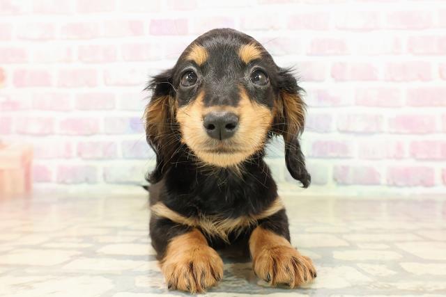 長野県のミニチュアダックスフンド(ロング) (Coo&RIKU綿半中野店/2025年9月7日生まれ/女の子/ブラックタン)の子犬の1枚目の画像