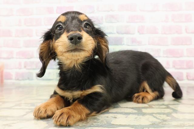 長野県のミニチュアダックスフンド(ロング) (Coo&RIKU綿半中野店/2025年9月7日生まれ/女の子/ブラックタン)の子犬の2枚目の画像