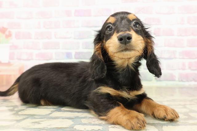 長野県のミニチュアダックスフンド(ロング) (Coo&RIKU綿半中野店/2025年9月7日生まれ/女の子/ブラックタン)の子犬の3枚目の画像