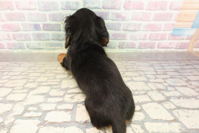 長野県のミニチュアダックスフンド(ロング) (Coo&RIKU綿半中野店/2025年9月7日生まれ/女の子/ブラックタン)の子犬の4枚目の画像