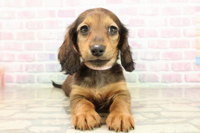 沖縄県のミニチュアダックスフンド(ロング) (Coo&RIKUイオン北谷店/2025年9月7日生まれ/女の子/レッド)の子犬の1枚目の画像