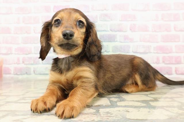 沖縄県のミニチュアダックスフンド(ロング) (Coo&RIKUイオン北谷店/2025年9月7日生まれ/女の子/レッド)の子犬の2枚目の画像