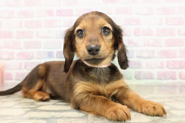 沖縄県のミニチュアダックスフンド(ロング) (Coo&RIKUイオン北谷店/2025年9月7日生まれ/女の子/レッド)の子犬の3枚目の画像