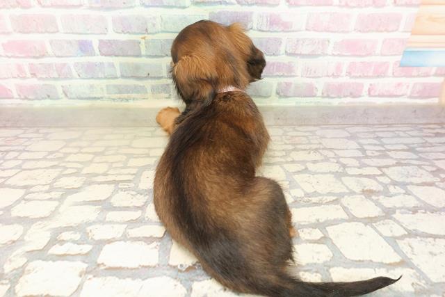 沖縄県のミニチュアダックスフンド(ロング) (Coo&RIKUイオン北谷店/2025年9月7日生まれ/女の子/レッド)の子犬の4枚目の画像