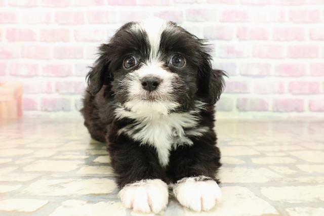 千葉県のチワプー/プーチー(チワワ×プードル) (Coo&RIKU東船橋店/2025年9月8日生まれ/男の子/ブラックホワイト)の子犬の1枚目の画像