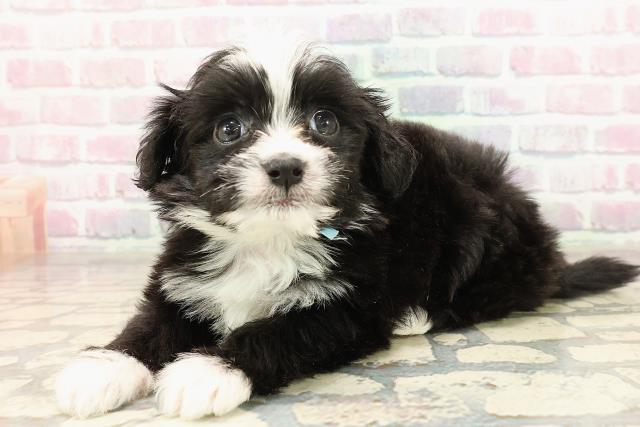 千葉県のチワプー/プーチー(チワワ×プードル) (Coo&RIKU東船橋店/2025年9月8日生まれ/男の子/ブラックホワイト)の子犬の2枚目の画像