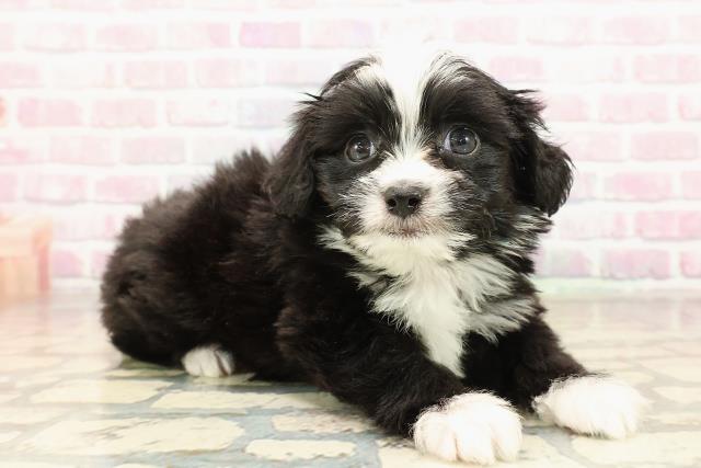 千葉県のチワプー/プーチー(チワワ×プードル) (Coo&RIKU東船橋店/2025年9月8日生まれ/男の子/ブラックホワイト)の子犬の3枚目の画像