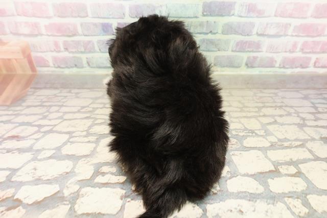 千葉県のチワプー/プーチー(チワワ×プードル) (Coo&RIKU東船橋店/2025年9月8日生まれ/男の子/ブラックホワイト)の子犬の4枚目の画像