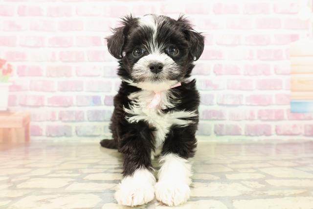 茨城県のチワプー/プーチー(チワワ×プードル) (Coo&RIKU石岡店/2025年9月8日生まれ/女の子/ブラックホワイト)の子犬の1枚目の画像