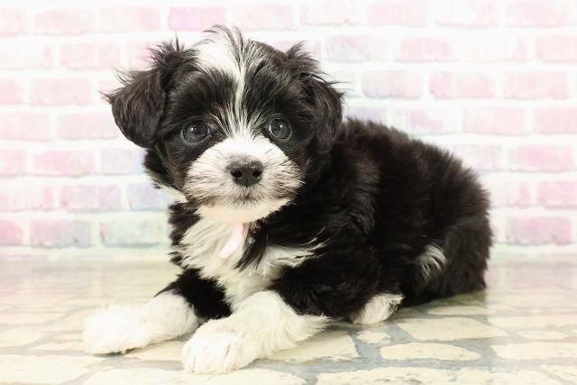 茨城県のチワプー/プーチー(チワワ×プードル) (Coo&RIKU石岡店/2025年9月8日生まれ/女の子/ブラックホワイト)の子犬の2枚目の画像