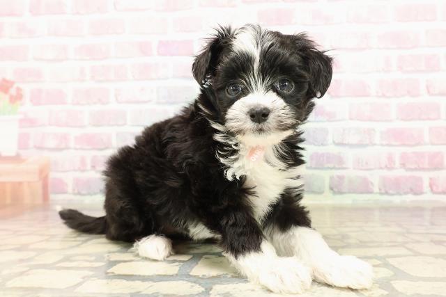 茨城県のチワプー/プーチー(チワワ×プードル) (Coo&RIKU石岡店/2025年9月8日生まれ/女の子/ブラックホワイト)の子犬の3枚目の画像