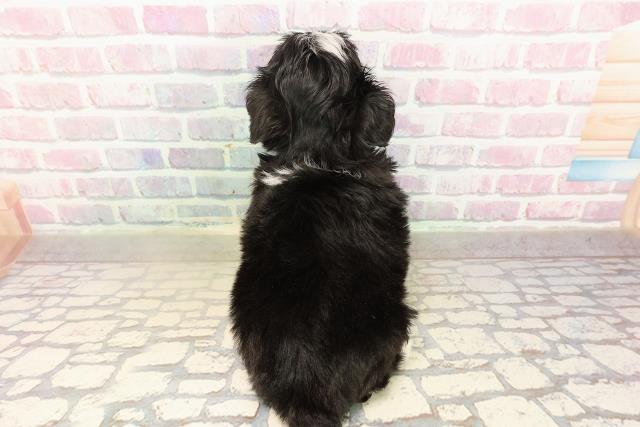 茨城県のチワプー/プーチー(チワワ×プードル) (Coo&RIKU石岡店/2025年9月8日生まれ/女の子/ブラックホワイト)の子犬の4枚目の画像