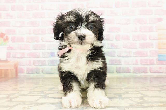 愛媛県のチワプー/プーチー(チワワ×プードル) (Coo&RIKU大洲店/2025年9月8日生まれ/女の子/ブラックホワイト)の子犬の1枚目の画像