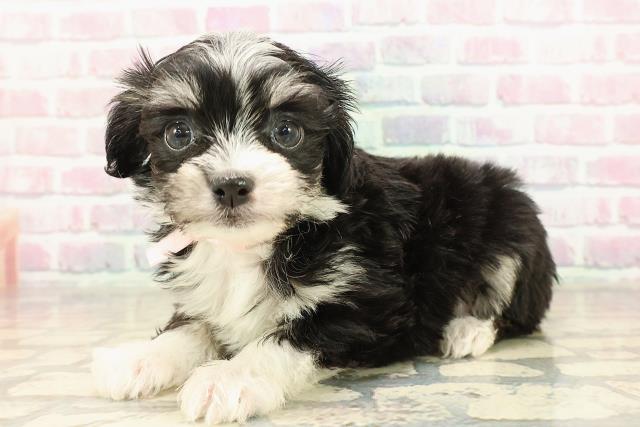 愛媛県のチワプー/プーチー(チワワ×プードル) (Coo&RIKU大洲店/2025年9月8日生まれ/女の子/ブラックホワイト)の子犬の2枚目の画像