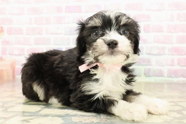 愛媛県のチワプー/プーチー(チワワ×プードル) (Coo&RIKU大洲店/2025年9月8日生まれ/女の子/ブラックホワイト)の子犬の3枚目の画像