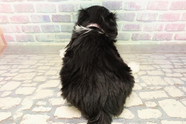 愛媛県のチワプー/プーチー(チワワ×プードル) (Coo&RIKU大洲店/2025年9月8日生まれ/女の子/ブラックホワイト)の子犬の4枚目の画像