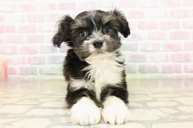 千葉県のチワプー/プーチー(チワワ×プードル) (Coo&RIKU市原店/2025年9月8日生まれ/女の子/ブラックタンホワイト)の子犬の1枚目の画像