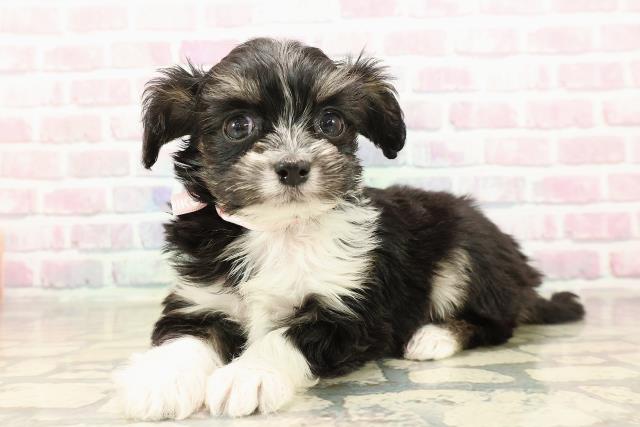 千葉県のチワプー/プーチー(チワワ×プードル) (Coo&RIKU市原店/2025年9月8日生まれ/女の子/ブラックタンホワイト)の子犬の2枚目の画像