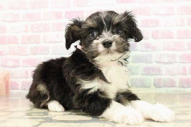 千葉県のチワプー/プーチー(チワワ×プードル) (Coo&RIKU市原店/2025年9月8日生まれ/女の子/ブラックタンホワイト)の子犬の3枚目の画像