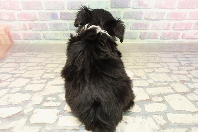 千葉県のチワプー/プーチー(チワワ×プードル) (Coo&RIKU市原店/2025年9月8日生まれ/女の子/ブラックタンホワイト)の子犬の4枚目の画像