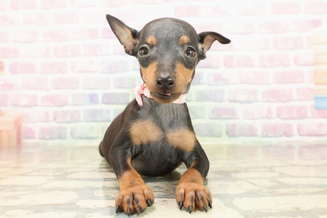 東京都のトイマンチェスターテリア (Coo&RIKU三軒茶屋店/2025年9月8日生まれ/女の子/ブラックタン)の子犬の1枚目の画像