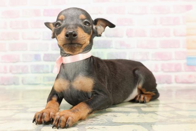 東京都のトイマンチェスターテリア (Coo&RIKU三軒茶屋店/2025年9月8日生まれ/女の子/ブラックタン)の子犬の2枚目の画像