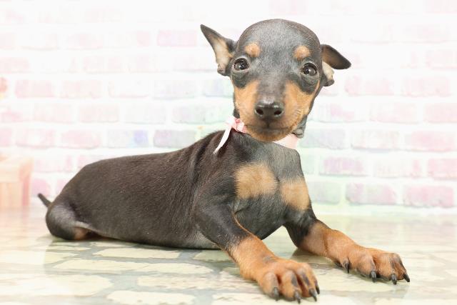 東京都のトイマンチェスターテリア (Coo&RIKU三軒茶屋店/2025年9月8日生まれ/女の子/ブラックタン)の子犬の3枚目の画像